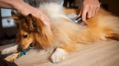 Догляд за домашніми тваринами під час плавання